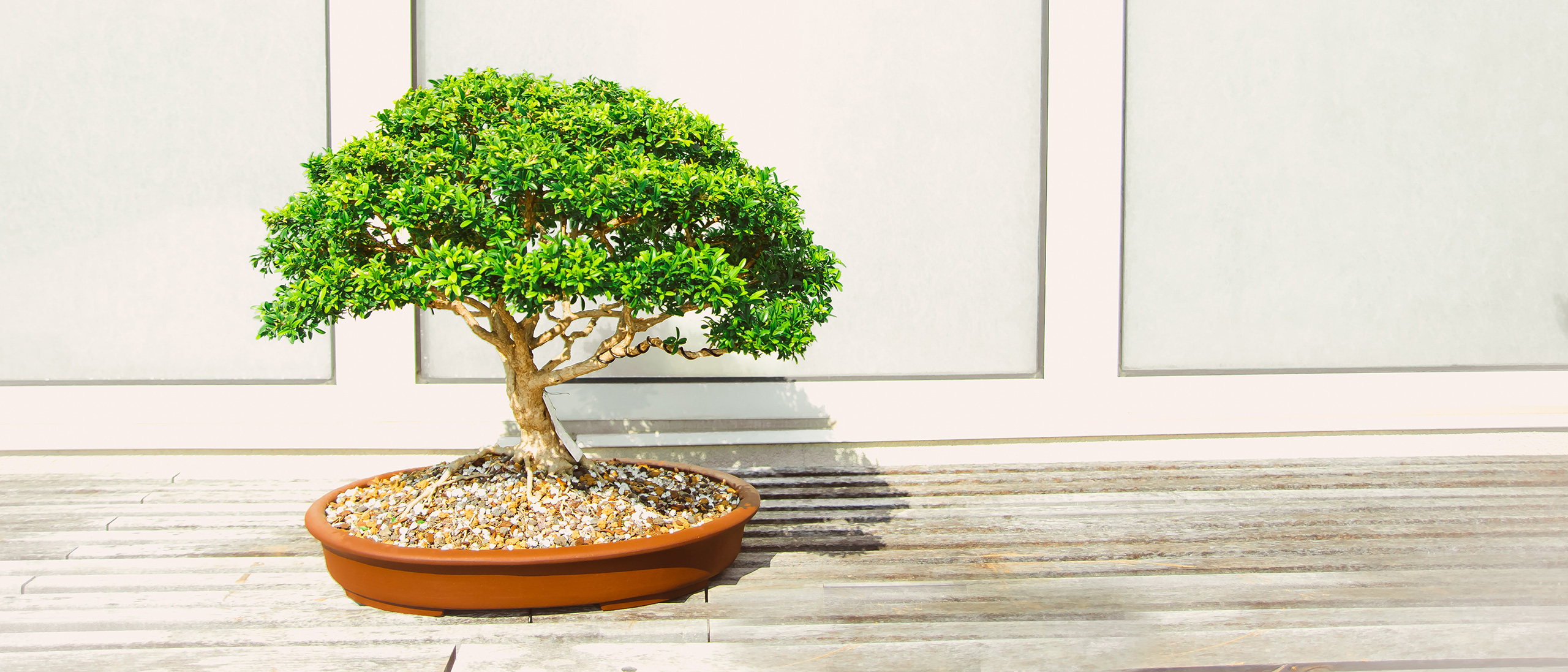 Our Leadership Service Alternatives